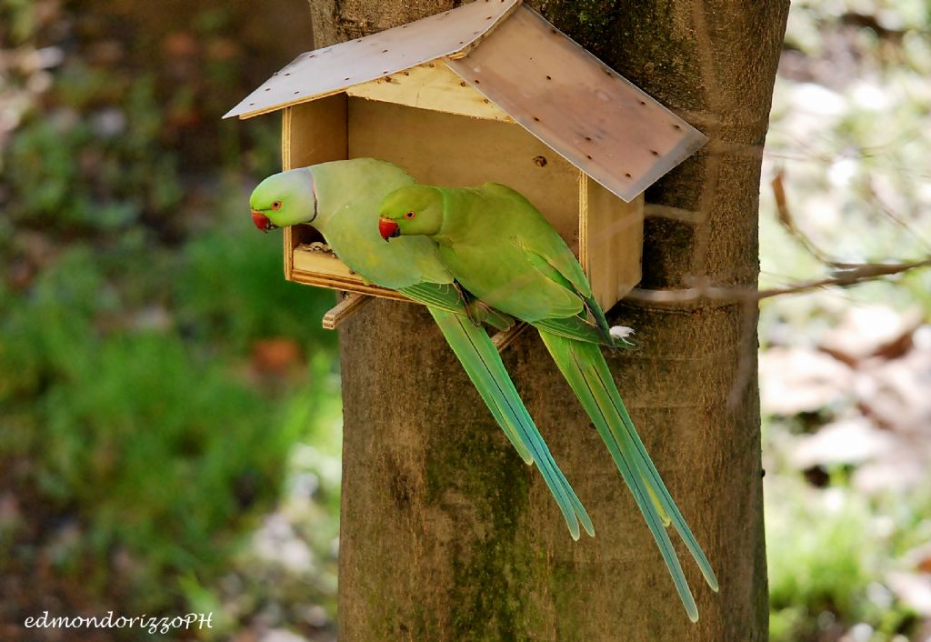 Parrocchetto dal collare (Psittacula krameri), Bologna